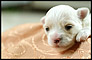 animal-2